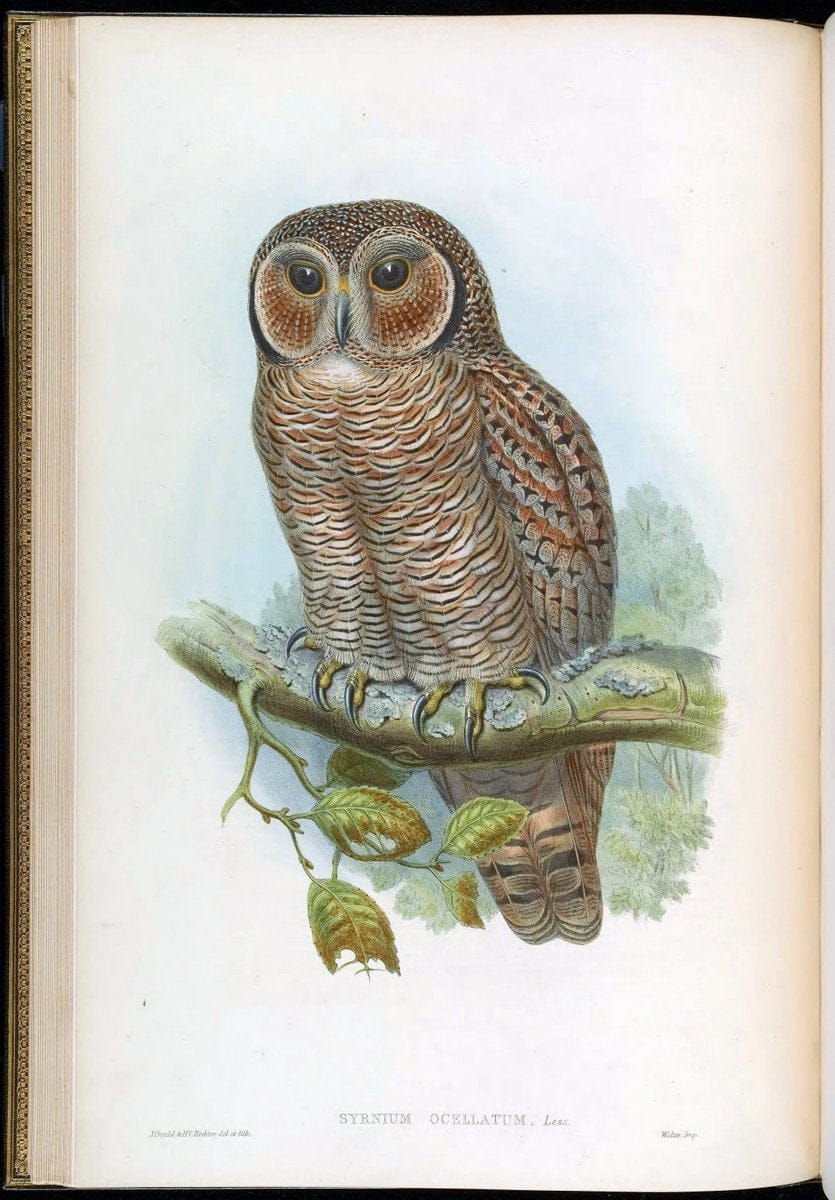 Birds of Asia / by John Gould..London :Printed by Taylor and Francis, pub. by the author,1850-1883.. |  | Vintage Print Reproduction 462597