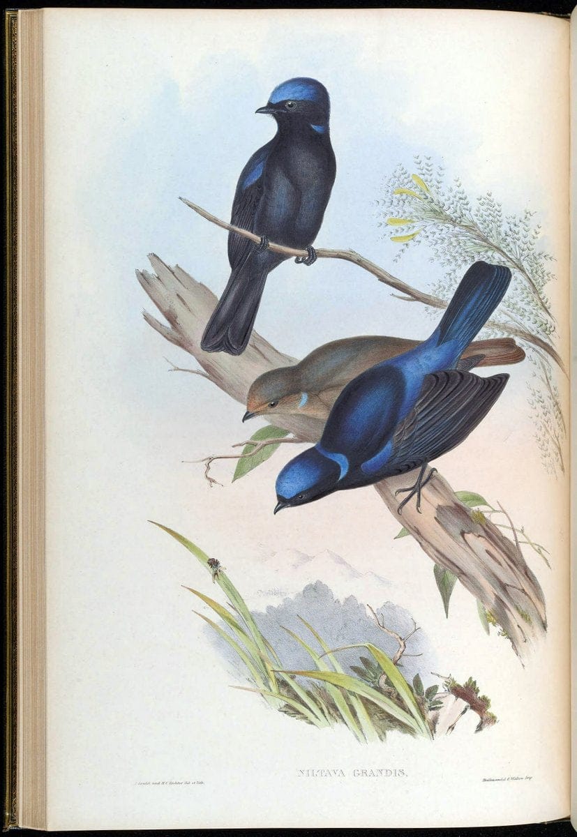 Birds of Asia / by John Gould..London :Printed by Taylor and Francis, pub. by the author,1850-1883.. |  | Vintage Print Reproduction 462598