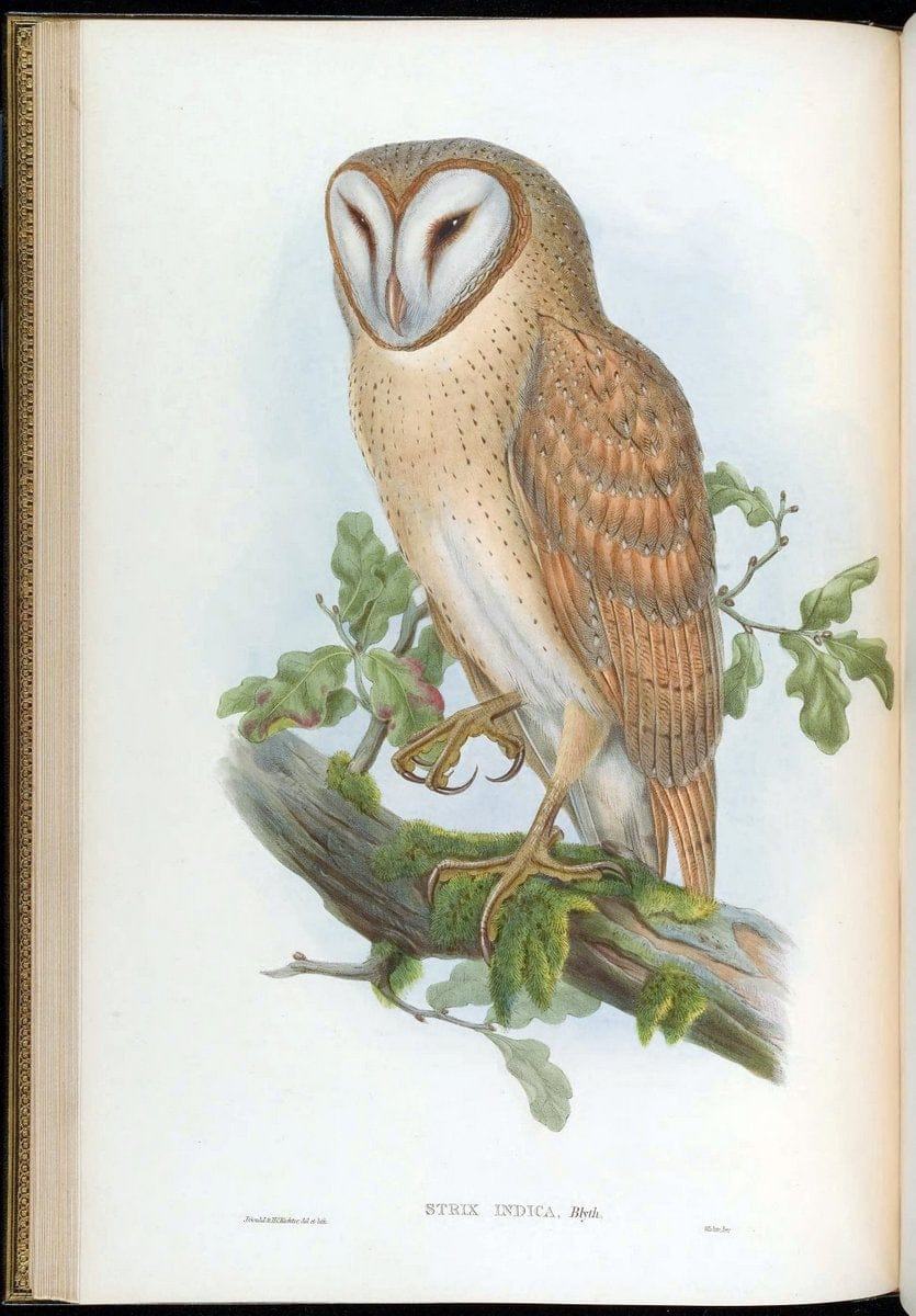 Birds of Asia / by John Gould..London :Printed by Taylor and Francis, pub. by the author,1850-1883.. |  | Vintage Print Reproduction 462599