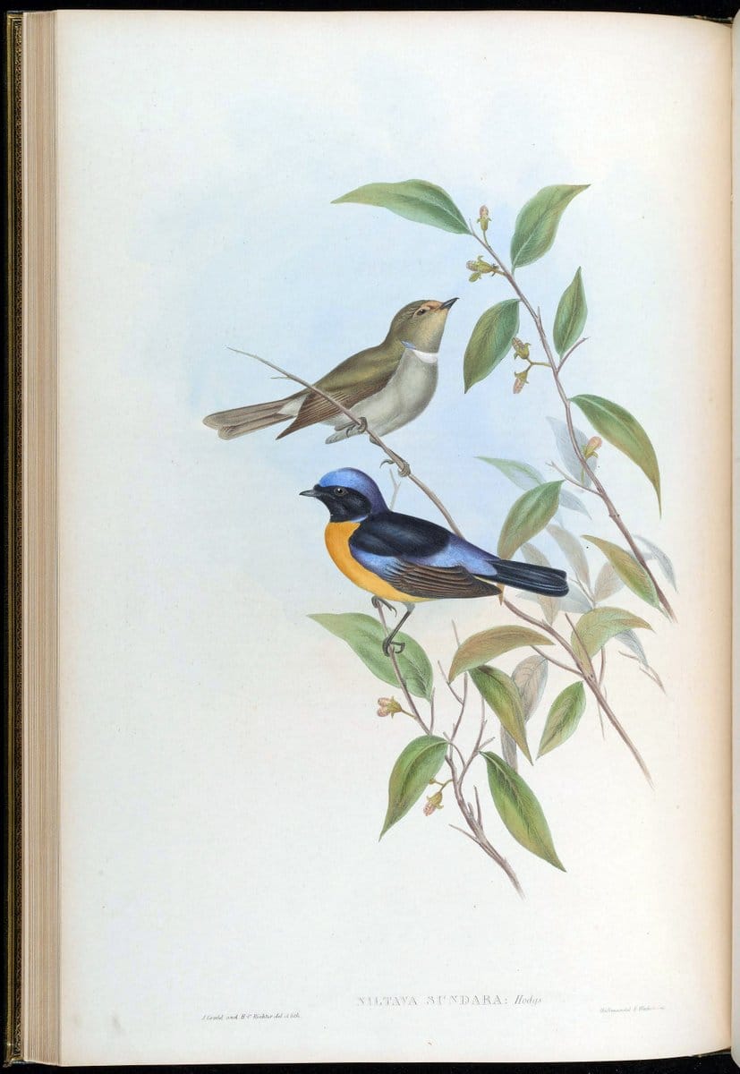 Birds of Asia / by John Gould..London :Printed by Taylor and Francis, pub. by the author,1850-1883.. |  | Vintage Print Reproduction 462600
