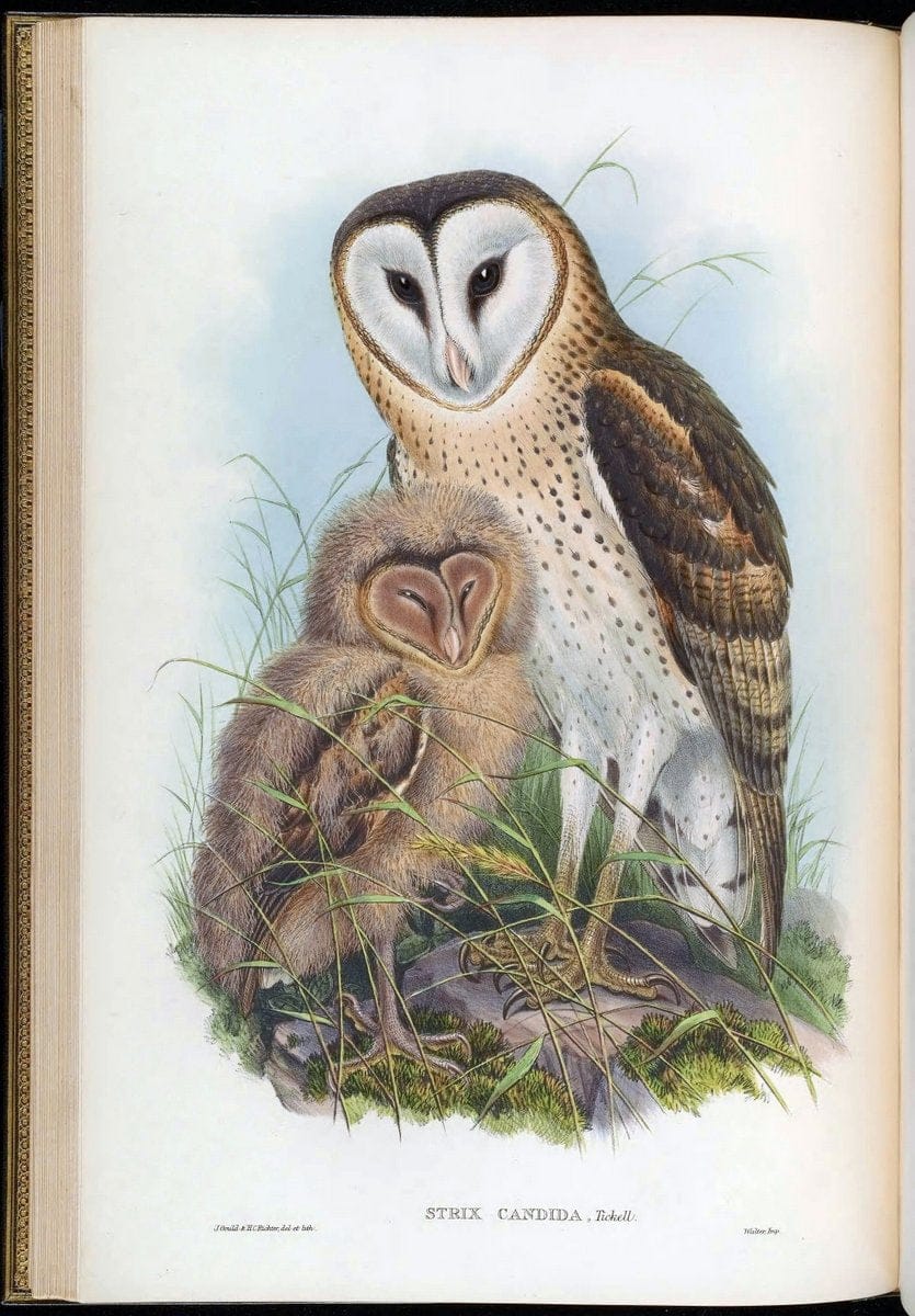 Birds of Asia / by John Gould..London :Printed by Taylor and Francis, pub. by the author,1850-1883.. |  | Vintage Print Reproduction 462601