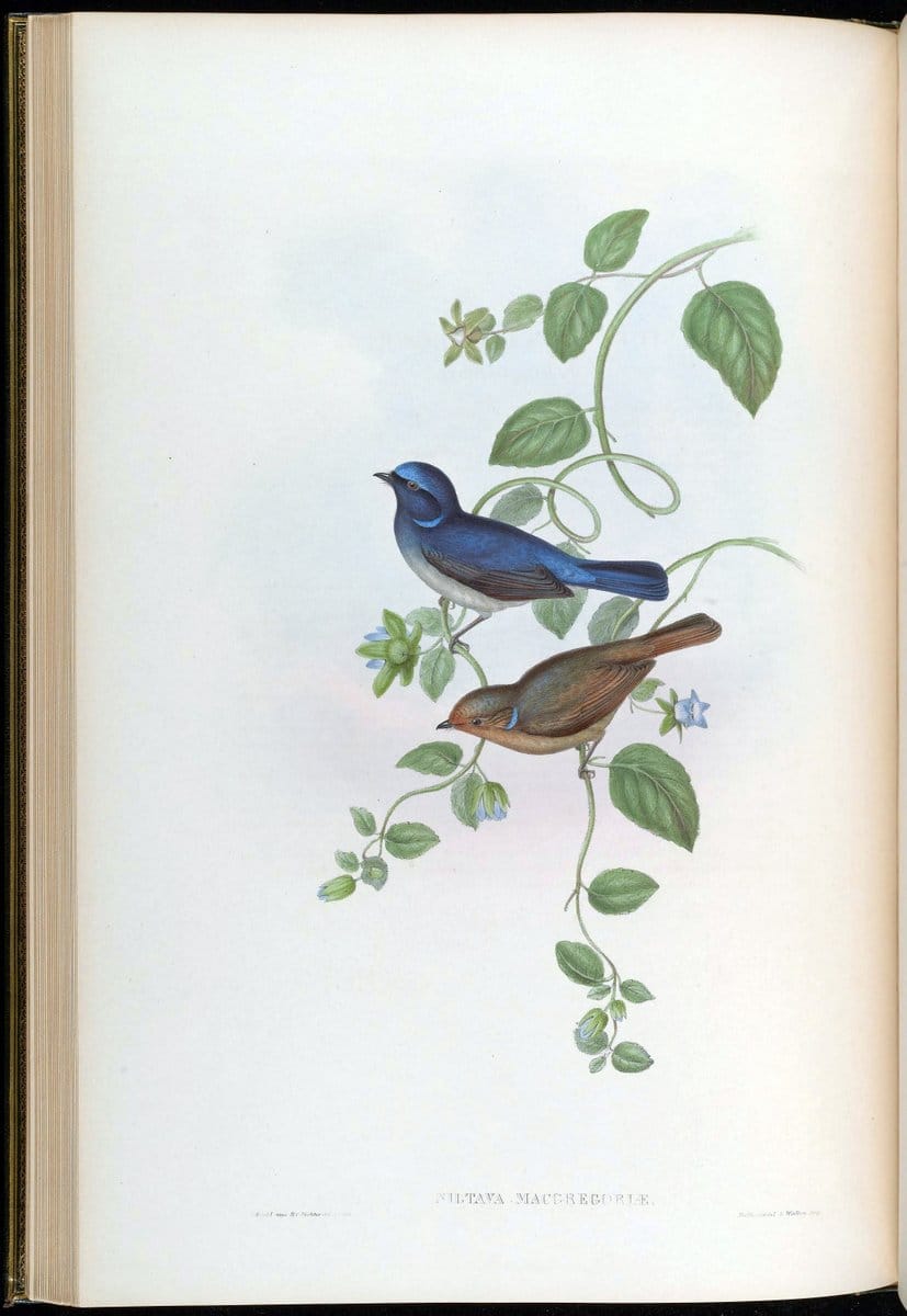 Birds of Asia / by John Gould..London :Printed by Taylor and Francis, pub. by the author,1850-1883.. |  | Vintage Print Reproduction 462602