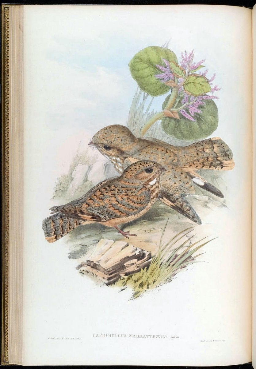 Birds of Asia / by John Gould..London :Printed by Taylor and Francis, pub. by the author,1850-1883.. |  | Vintage Print Reproduction 462603