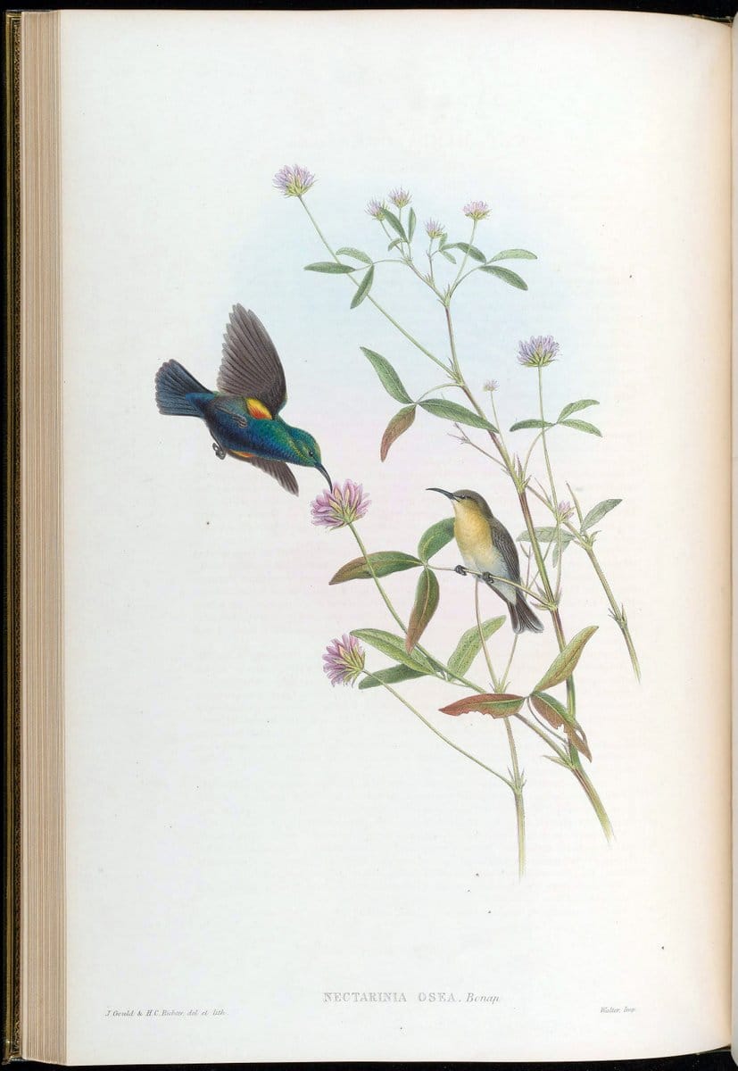 Birds of Asia / by John Gould..London :Printed by Taylor and Francis, pub. by the author,1850-1883.. |  | Vintage Print Reproduction 462604