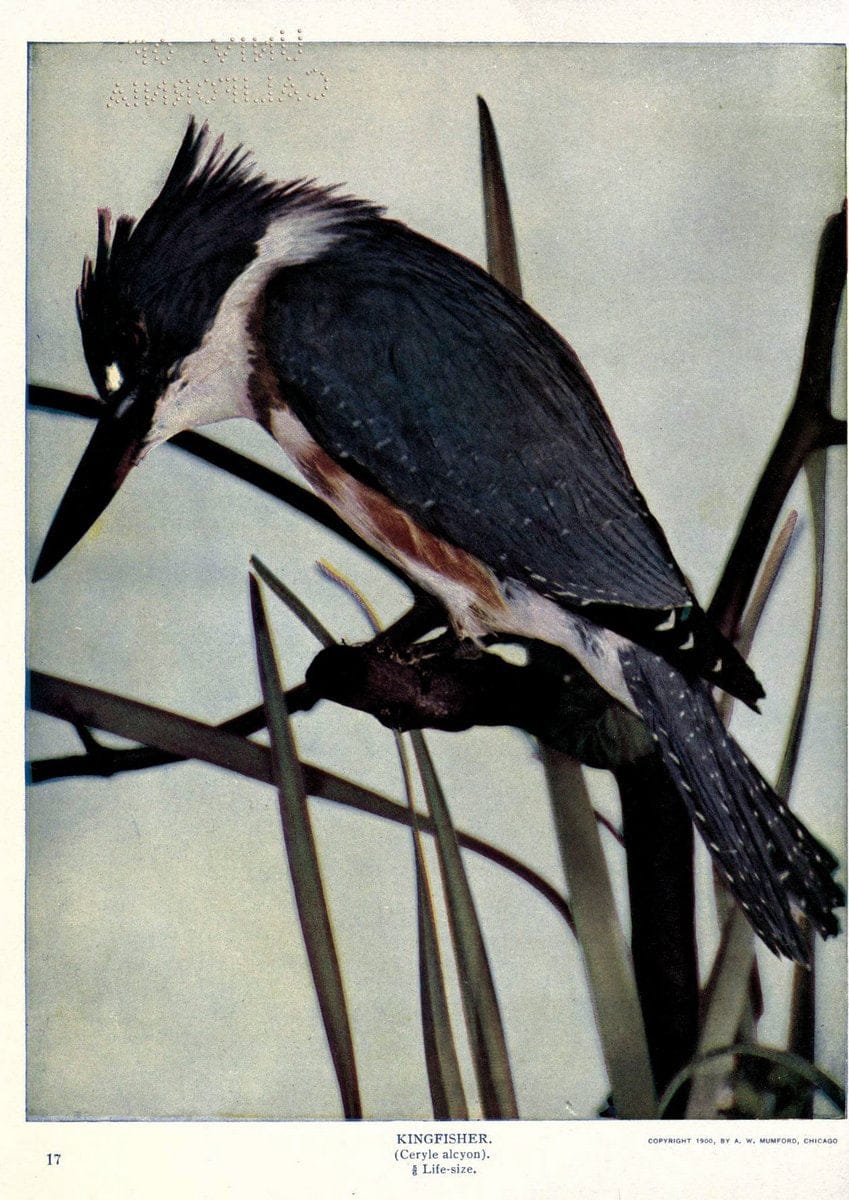Birds of Buzzard's RoostIndianapolis, Ind.,Scott-Miller Company,1907. | Birds Indiana "University of California Libraries" | Vintage Print Reproduction 462605