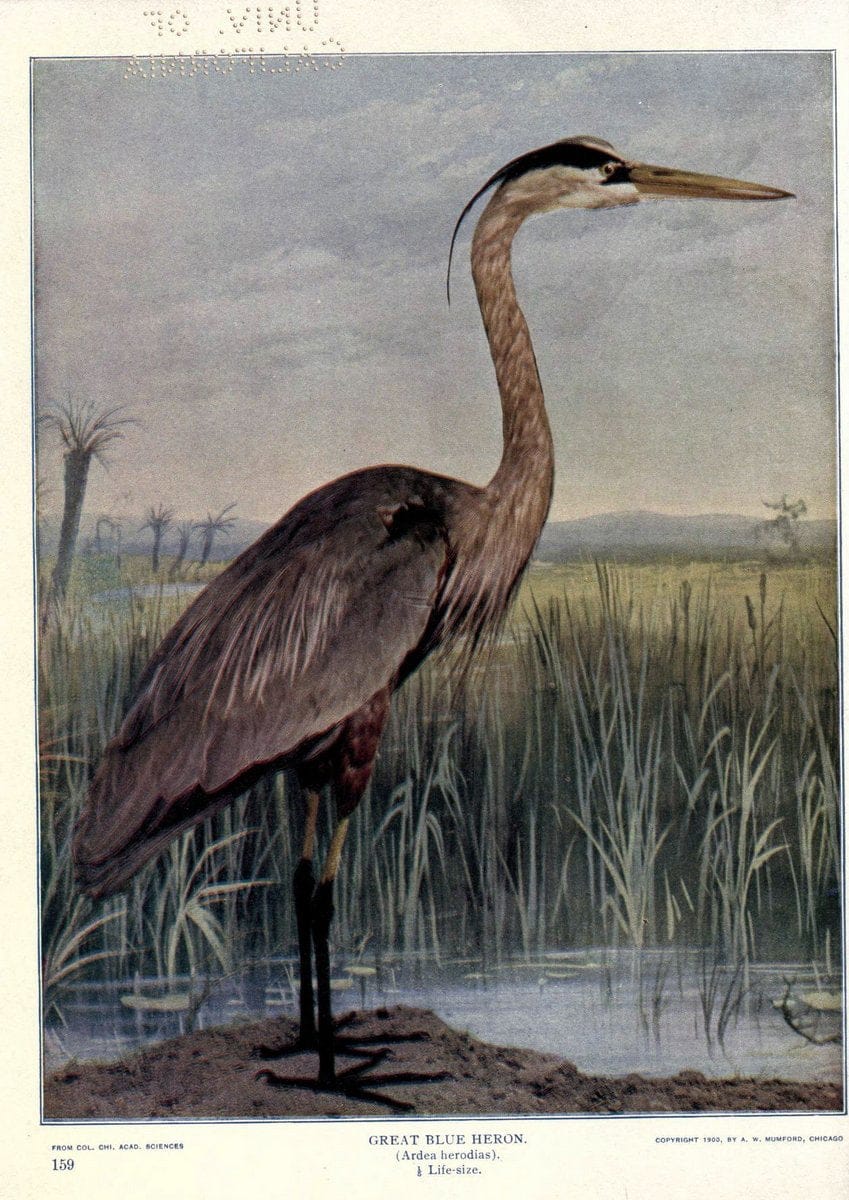 Birds of Buzzard's RoostIndianapolis, Ind.,Scott-Miller Company,1907. | Birds Indiana "University of California Libraries" | Vintage Print Reproduction 462606