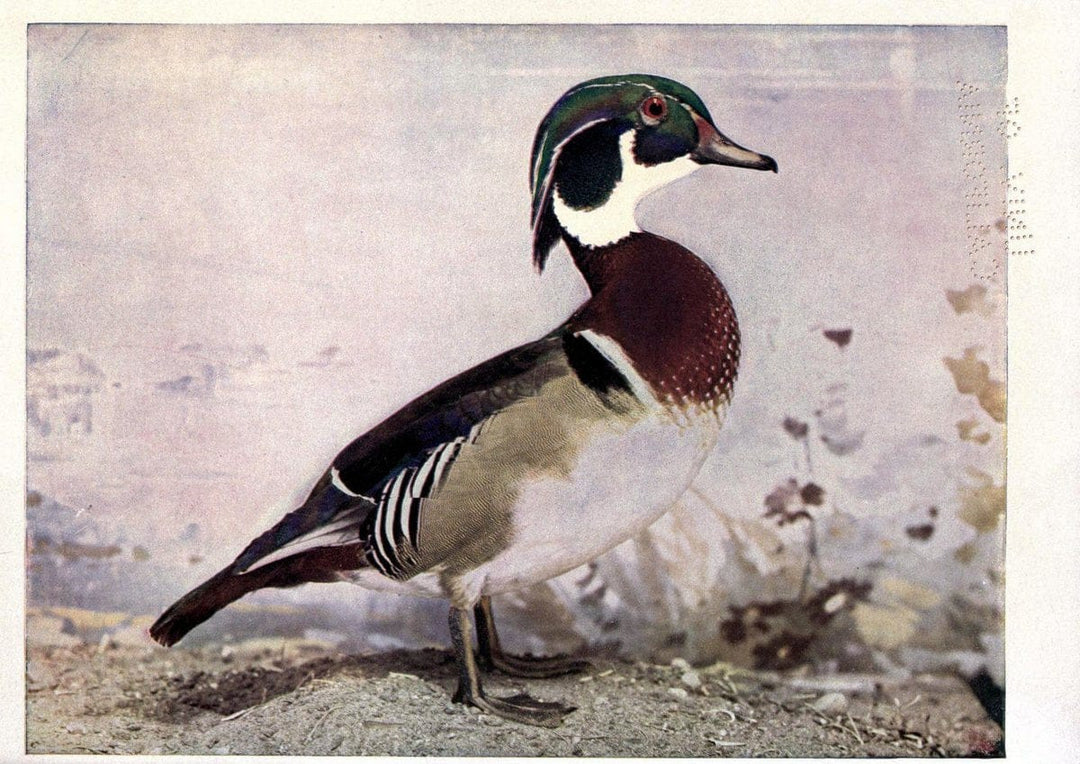 Birds of Buzzard's RoostIndianapolis, Ind.,Scott-Miller Company,1907. | Birds Indiana "University of California Libraries" | Vintage Print Reproduction 462607