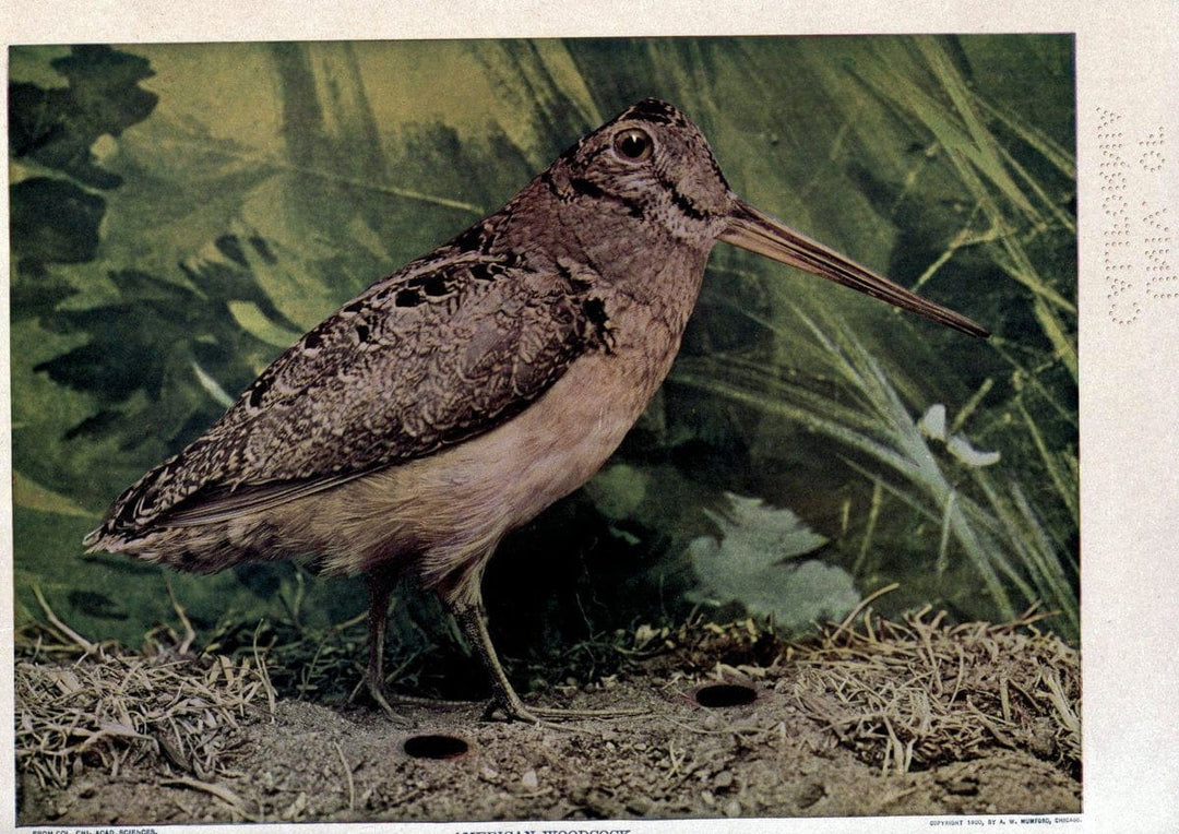 Birds of Buzzard's RoostIndianapolis, Ind.,Scott-Miller Company,1907. | Birds Indiana "University of California Libraries" | Vintage Print Reproduction 462608