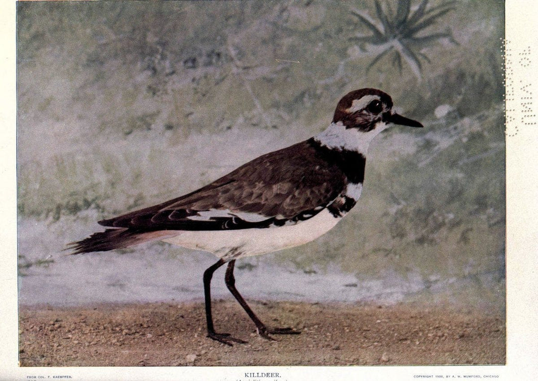 Birds of Buzzard's RoostIndianapolis, Ind.,Scott-Miller Company,1907. | Birds Indiana "University of California Libraries" | Vintage Print Reproduction 462609