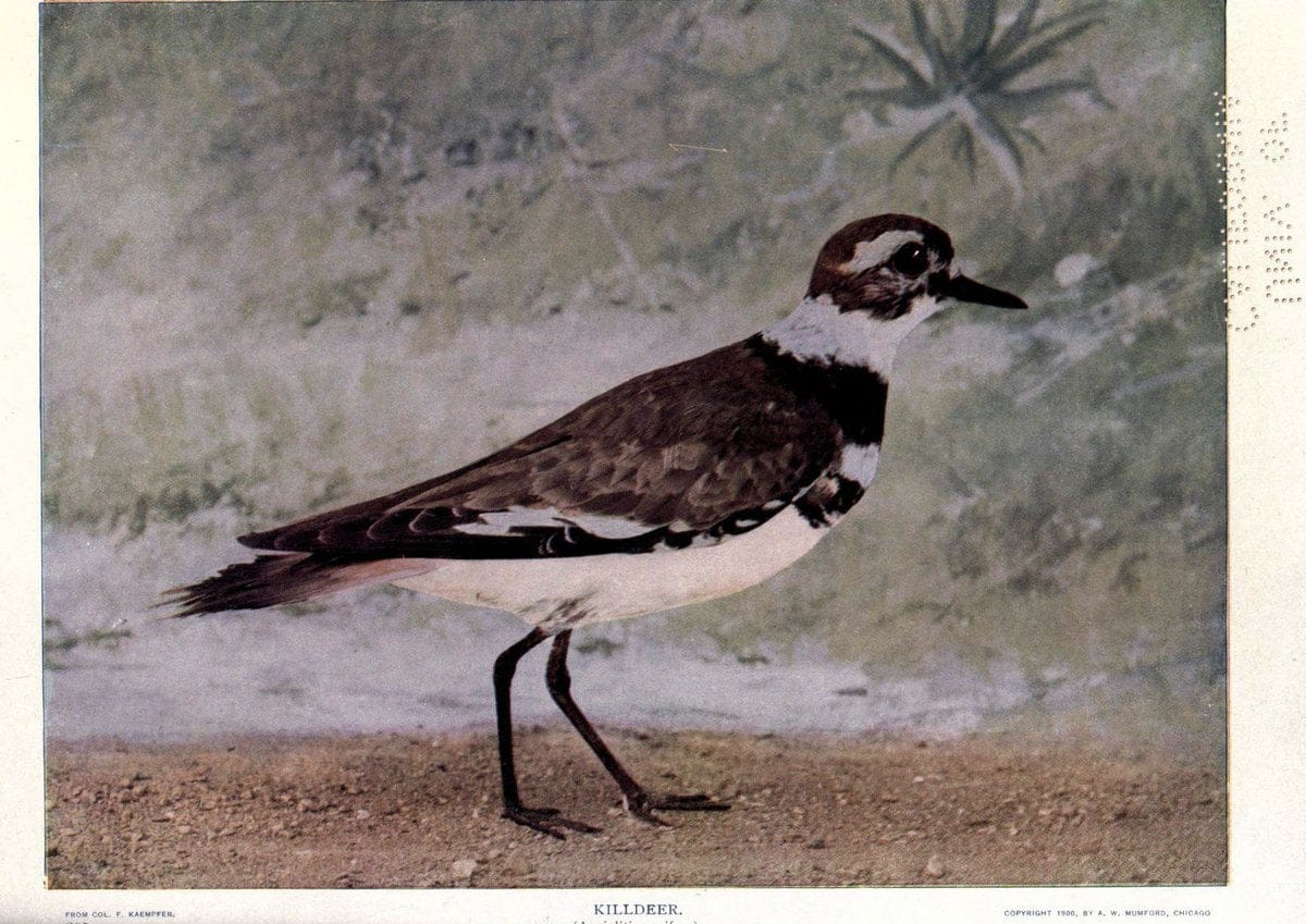 Birds of Buzzard's RoostIndianapolis, Ind.,Scott-Miller Company,1907. | Birds Indiana "University of California Libraries" | Vintage Print Reproduction 462609
