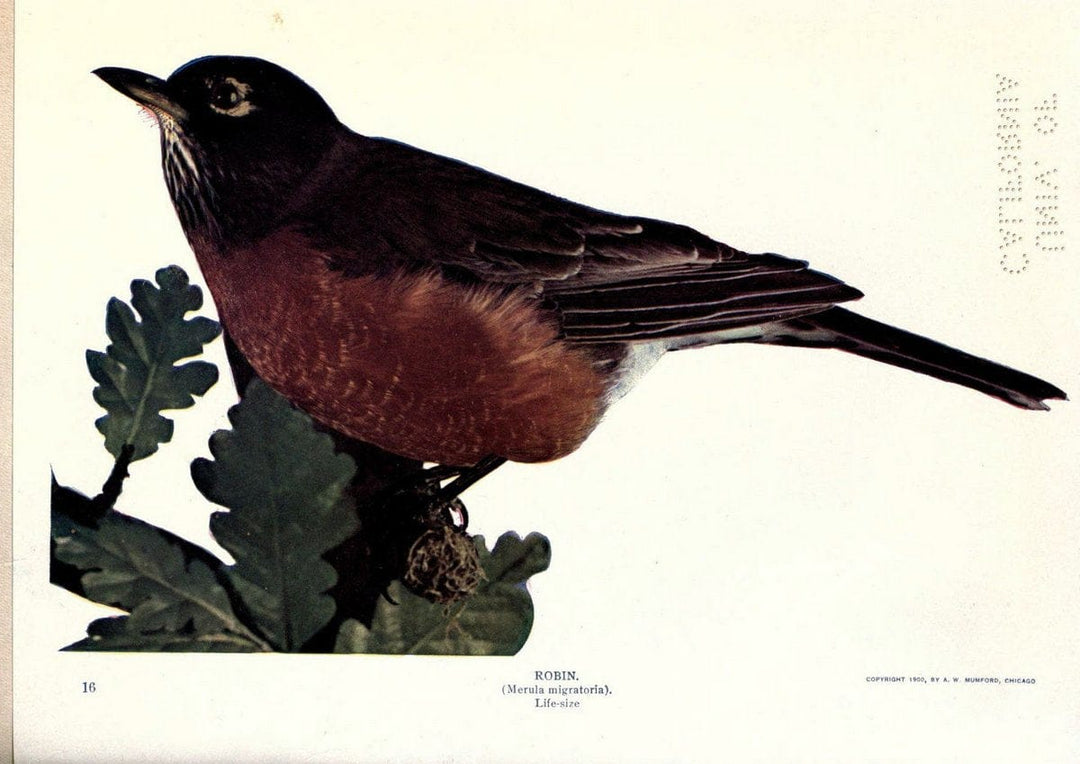 Birds of Buzzard's RoostIndianapolis, Ind.,Scott-Miller Company,1907. | Birds Indiana "University of California Libraries" | Vintage Print Reproduction 462610