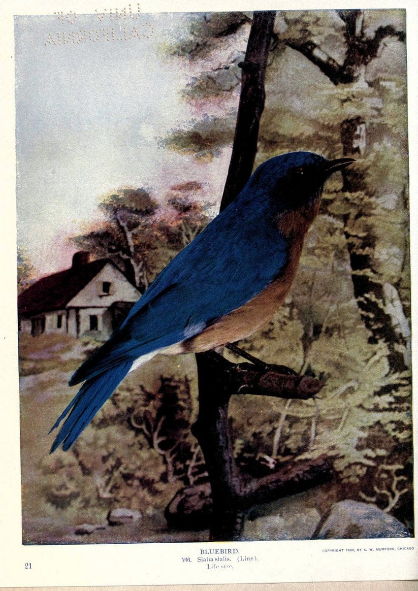 Birds of Buzzard's RoostIndianapolis, Ind.,Scott-Miller Company,1907. | Birds Indiana "University of California Libraries" | Vintage Print Reproduction 462611