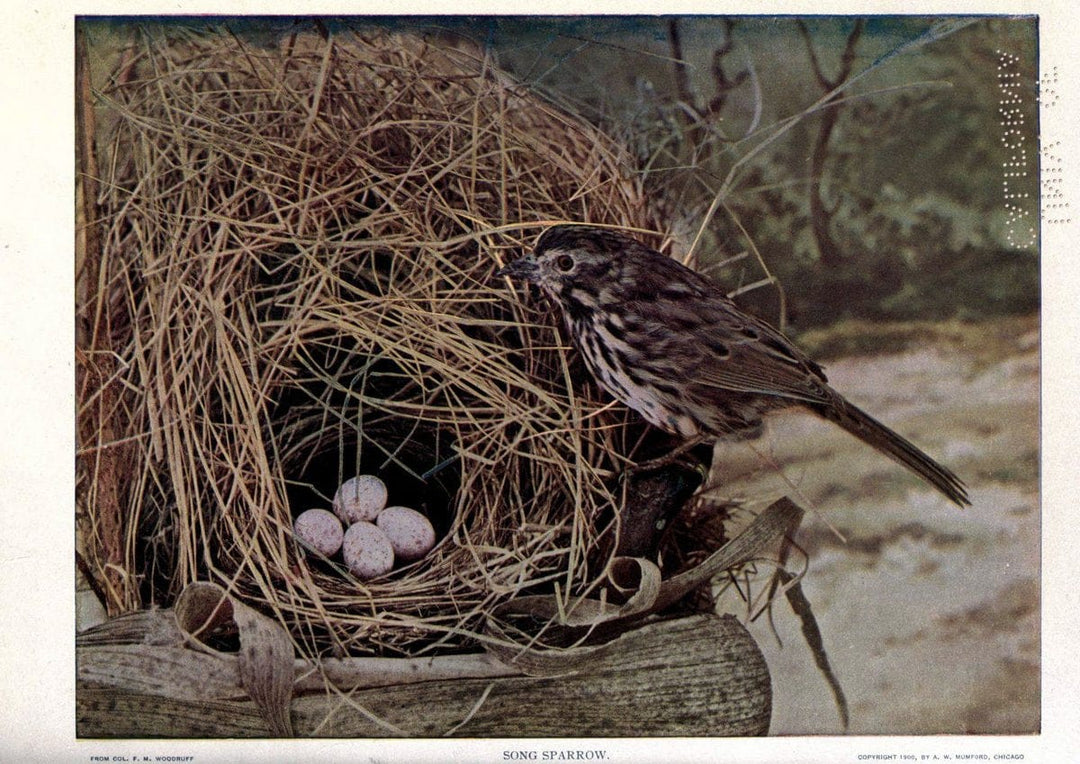 Birds of Buzzard's RoostIndianapolis, Ind.,Scott-Miller Company,1907. | Birds Indiana "University of California Libraries" | Vintage Print Reproduction 462612
