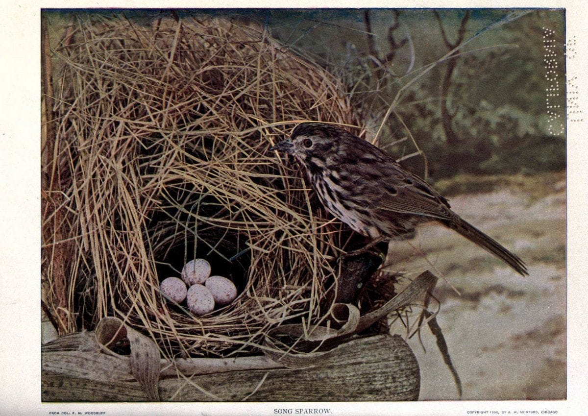 Birds of Buzzard's RoostIndianapolis, Ind.,Scott-Miller Company,1907. | Birds Indiana "University of California Libraries" | Vintage Print Reproduction 462612