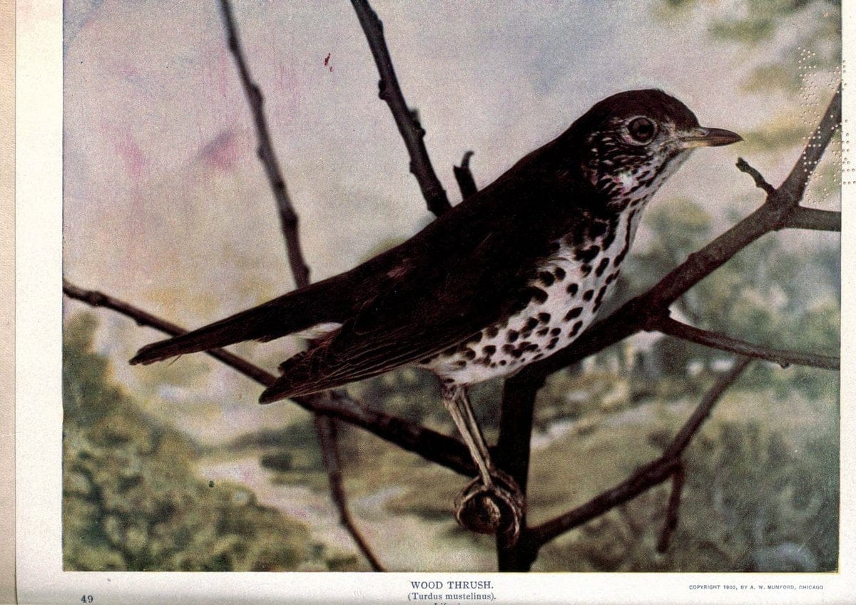 Birds of Buzzard's RoostIndianapolis, Ind.,Scott-Miller Company,1907. | Birds Indiana "University of California Libraries" | Vintage Print Reproduction 462613