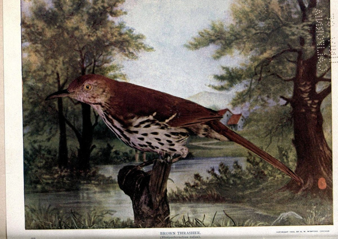 Birds of Buzzard's RoostIndianapolis, Ind.,Scott-Miller Company,1907. | Birds Indiana "University of California Libraries" | Vintage Print Reproduction 462614