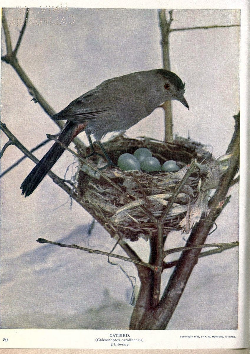 Birds of Buzzard's RoostIndianapolis, Ind.,Scott-Miller Company,1907. | Birds Indiana "University of California Libraries" | Vintage Print Reproduction 462615