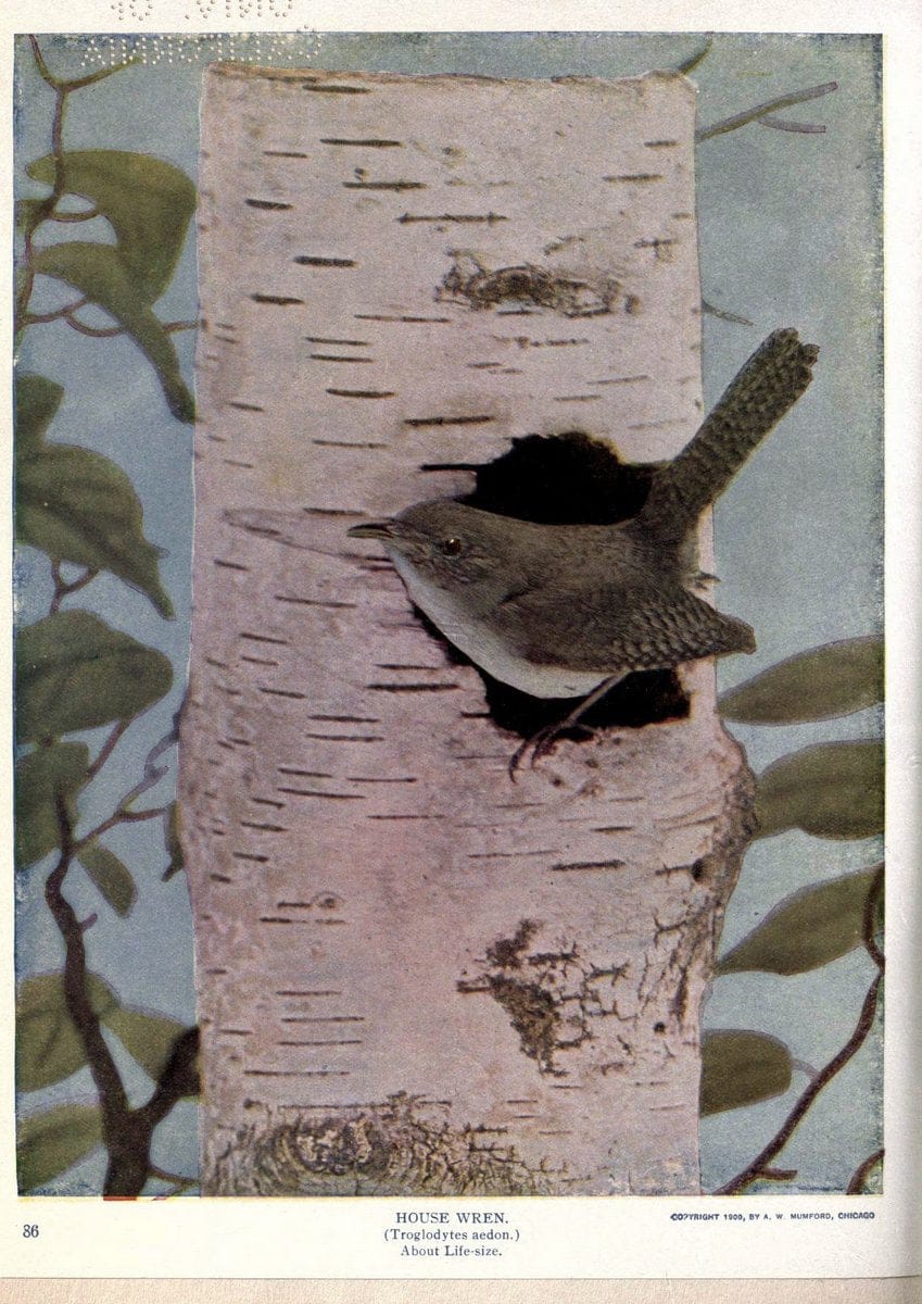 Birds of Buzzard's RoostIndianapolis, Ind.,Scott-Miller Company,1907. | Birds Indiana "University of California Libraries" | Vintage Print Reproduction 462616