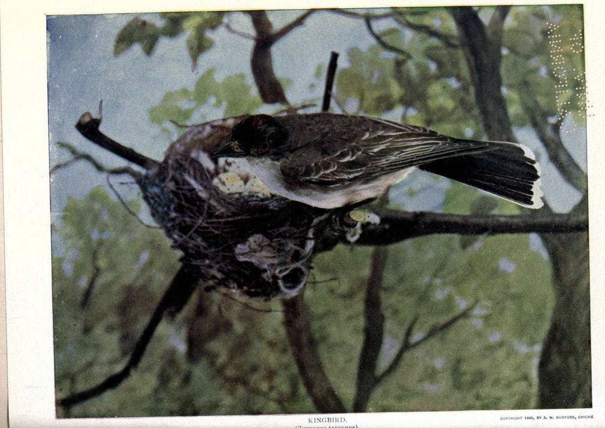 Birds of Buzzard's RoostIndianapolis, Ind.,Scott-Miller Company,1907. | Birds Indiana "University of California Libraries" | Vintage Print Reproduction 462617
