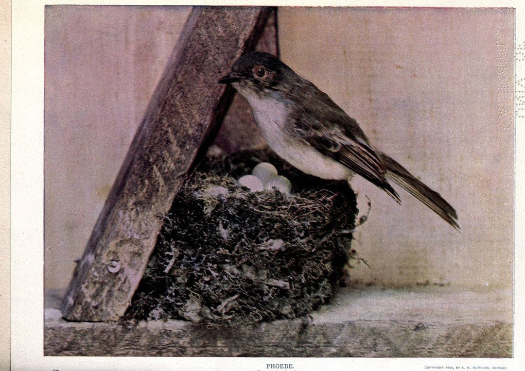 Birds of Buzzard's RoostIndianapolis, Ind.,Scott-Miller Company,1907. | Birds Indiana "University of California Libraries" | Vintage Print Reproduction 462618