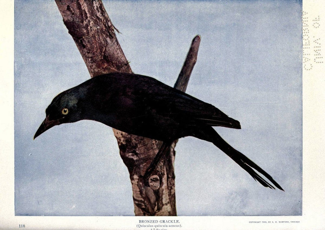 Birds of Buzzard's RoostIndianapolis, Ind.,Scott-Miller Company,1907. | Birds Indiana "University of California Libraries" | Vintage Print Reproduction 462619