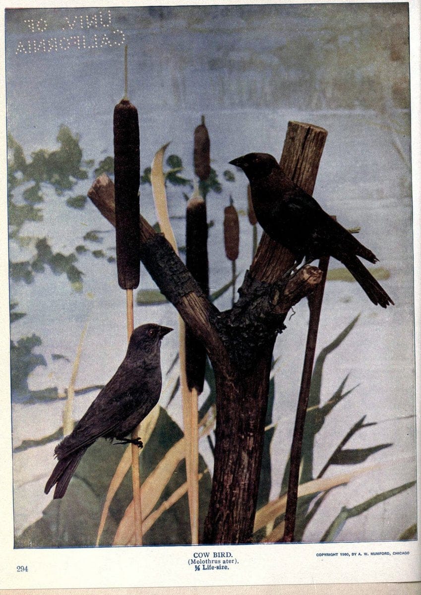 Birds of Buzzard's RoostIndianapolis, Ind.,Scott-Miller Company,1907. | Birds Indiana "University of California Libraries" | Vintage Print Reproduction 462620