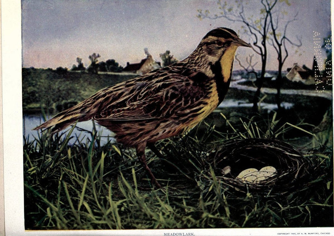 Birds of Buzzard's RoostIndianapolis, Ind.,Scott-Miller Company,1907. | Birds Indiana "University of California Libraries" | Vintage Print Reproduction 462621