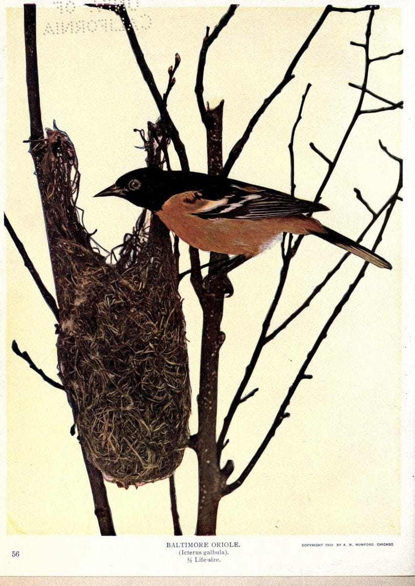 Birds of Buzzard's RoostIndianapolis, Ind.,Scott-Miller Company,1907. | Birds Indiana "University of California Libraries" | Vintage Print Reproduction 462622