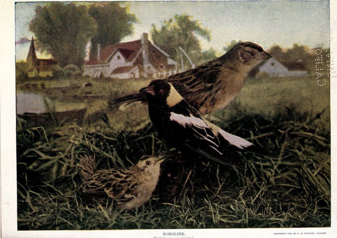 Birds of Buzzard's RoostIndianapolis, Ind.,Scott-Miller Company,1907. | Birds Indiana "University of California Libraries" | Vintage Print Reproduction 462623