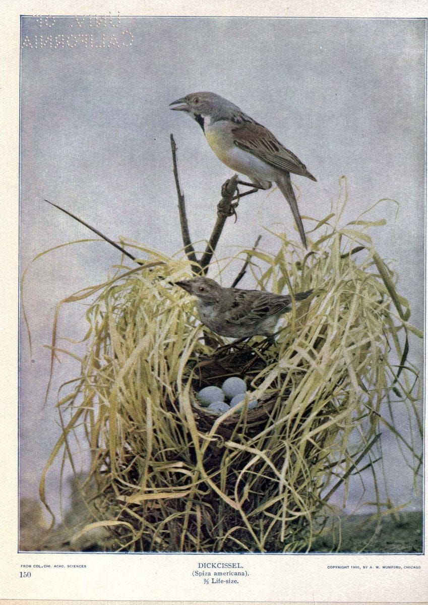 Birds of Buzzard's RoostIndianapolis, Ind.,Scott-Miller Company,1907. | Birds Indiana "University of California Libraries" | Vintage Print Reproduction 462624