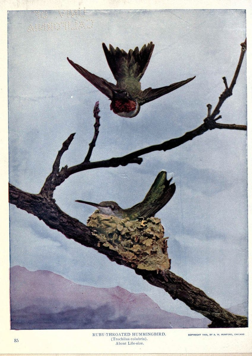 Birds of Buzzard's RoostIndianapolis, Ind.,Scott-Miller Company,1907. | Birds Indiana "University of California Libraries" | Vintage Print Reproduction 462625
