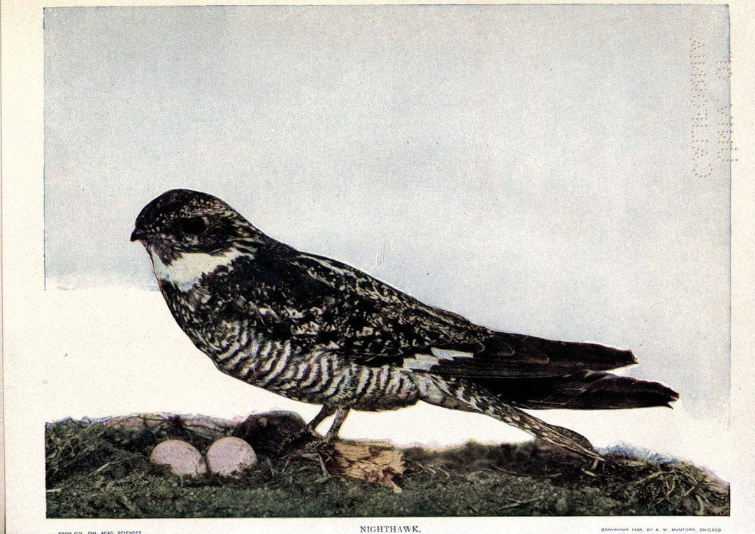 Birds of Buzzard's RoostIndianapolis, Ind.,Scott-Miller Company,1907. | Birds Indiana "University of California Libraries" | Vintage Print Reproduction 462626