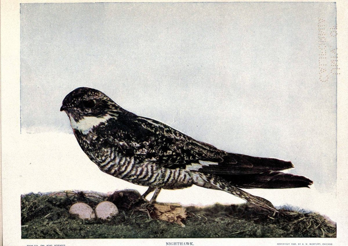 Birds of Buzzard's RoostIndianapolis, Ind.,Scott-Miller Company,1907. | Birds Indiana "University of California Libraries" | Vintage Print Reproduction 462626