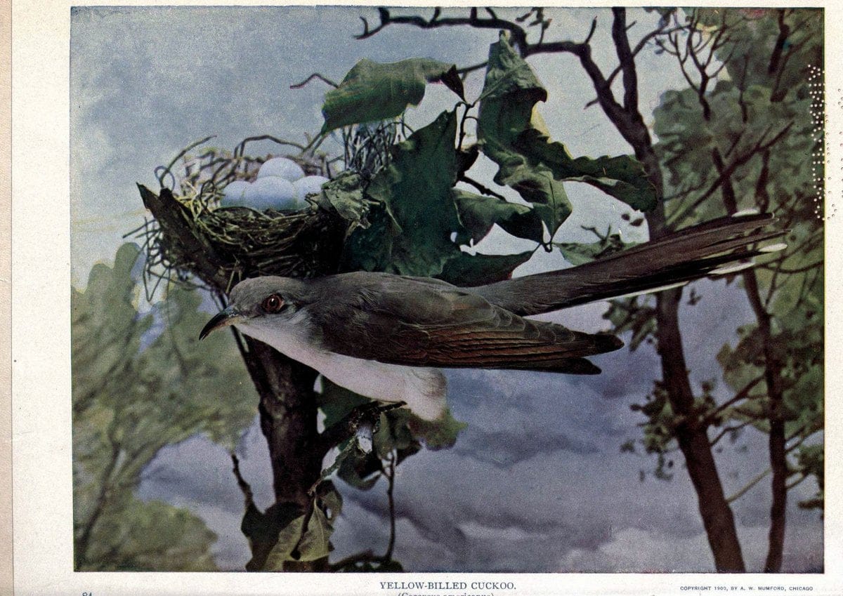 Birds of Buzzard's RoostIndianapolis, Ind.,Scott-Miller Company,1907. | Birds Indiana "University of California Libraries" | Vintage Print Reproduction 462627