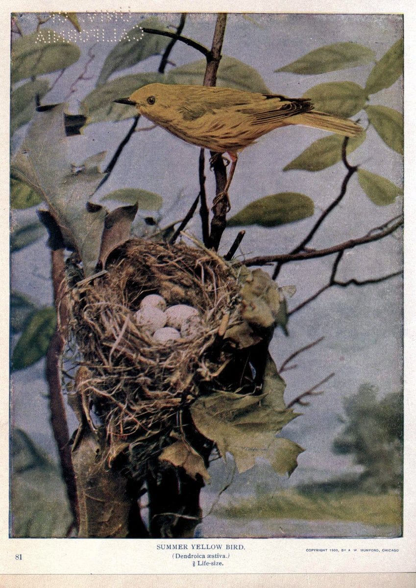 Birds of Buzzard's RoostIndianapolis, Ind.,Scott-Miller Company,1907. | Birds Indiana "University of California Libraries" | Vintage Print Reproduction 462628