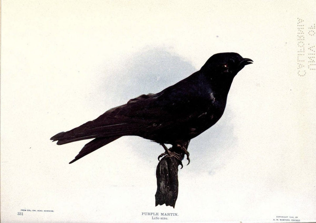 Birds of Buzzard's RoostIndianapolis, Ind.,Scott-Miller Company,1907. | Birds Indiana "University of California Libraries" | Vintage Print Reproduction 462629