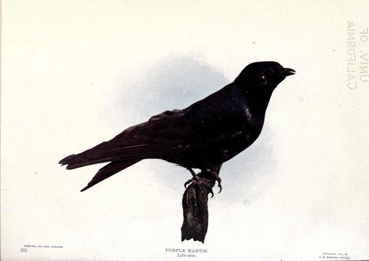 Birds of Buzzard's RoostIndianapolis, Ind.,Scott-Miller Company,1907. | Birds Indiana "University of California Libraries" | Vintage Print Reproduction 462629
