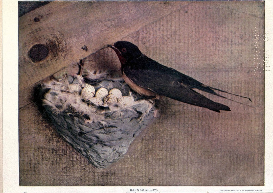 Birds of Buzzard's RoostIndianapolis, Ind.,Scott-Miller Company,1907. | Birds Indiana "University of California Libraries" | Vintage Print Reproduction 462630