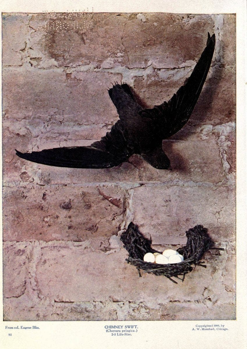 Birds of Buzzard's RoostIndianapolis, Ind.,Scott-Miller Company,1907. | Birds Indiana "University of California Libraries" | Vintage Print Reproduction 462631
