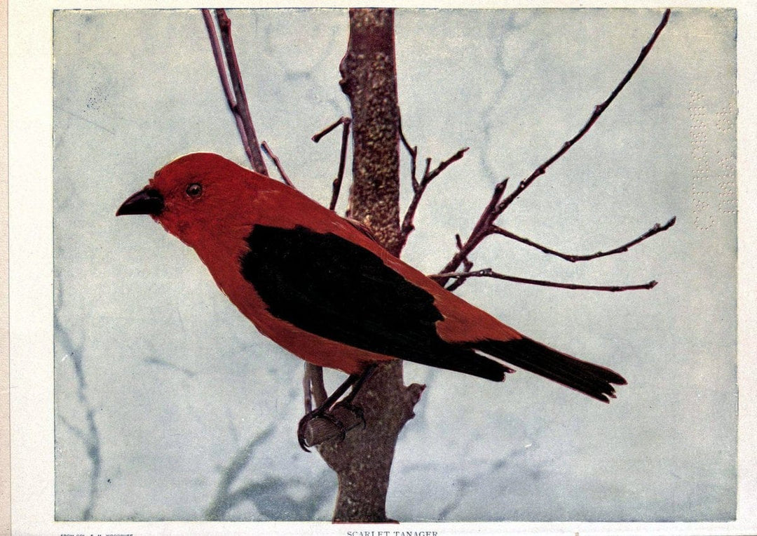 Birds of Buzzard's RoostIndianapolis, Ind.,Scott-Miller Company,1907. | Birds Indiana "University of California Libraries" | Vintage Print Reproduction 462632