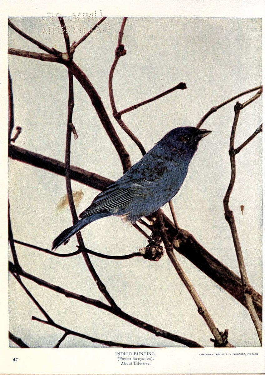 Birds of Buzzard's RoostIndianapolis, Ind.,Scott-Miller Company,1907. | Birds Indiana "University of California Libraries" | Vintage Print Reproduction 462633