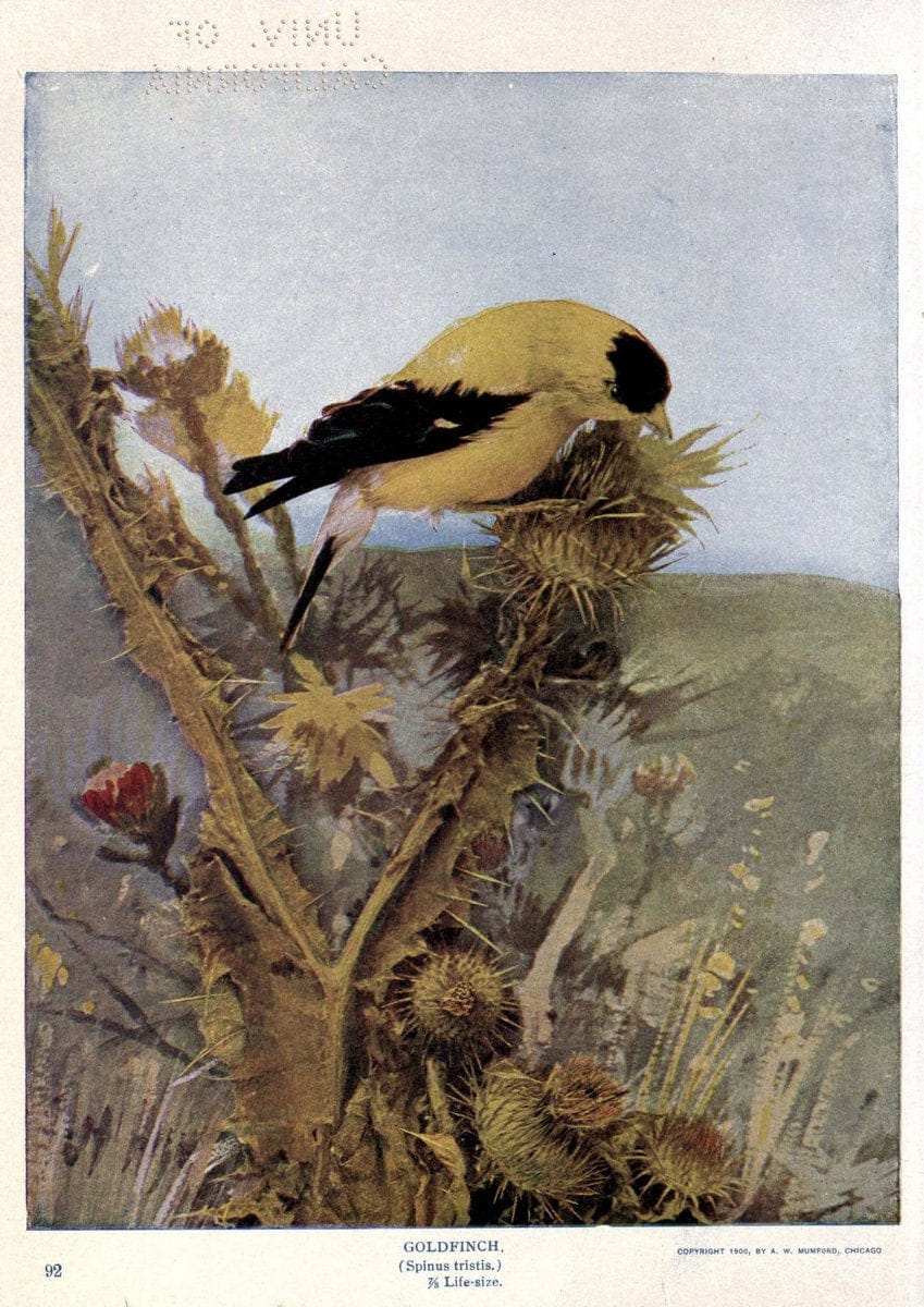 Birds of Buzzard's RoostIndianapolis, Ind.,Scott-Miller Company,1907. | Birds Indiana "University of California Libraries" | Vintage Print Reproduction 462634