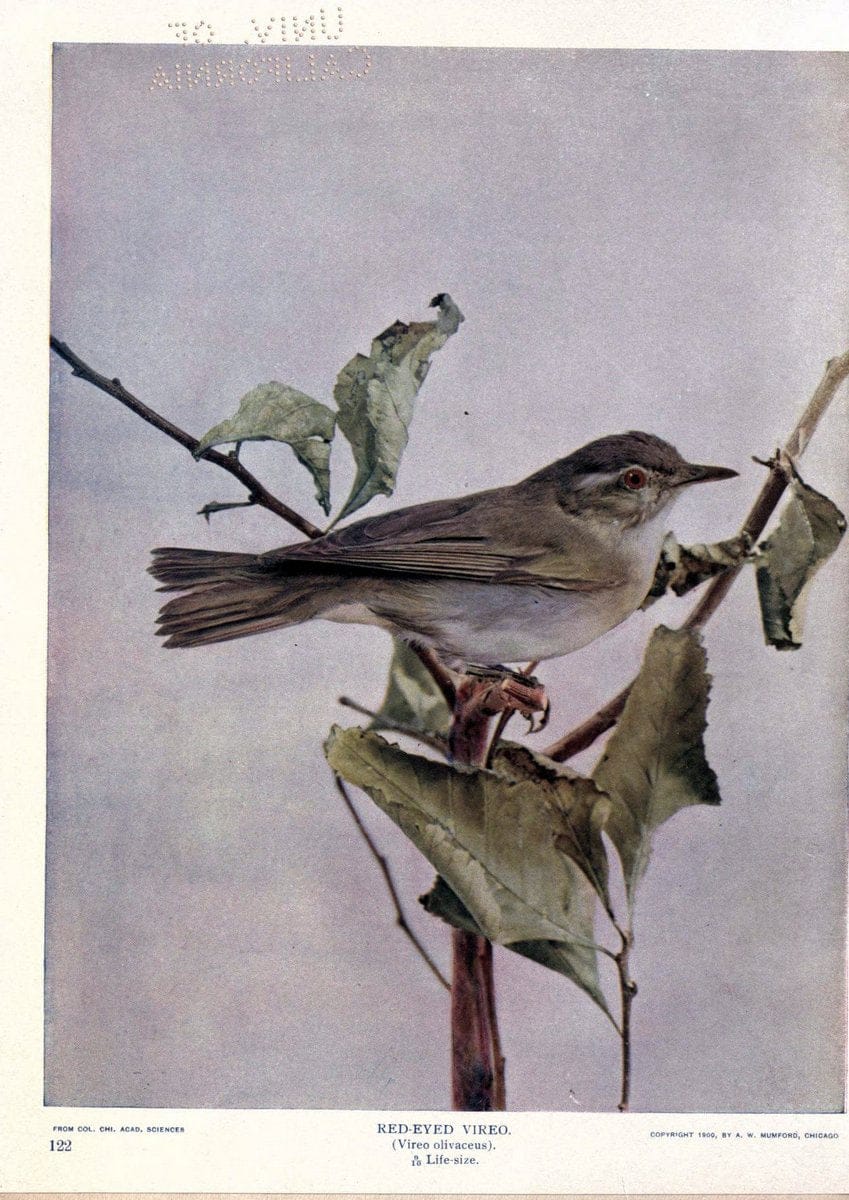Birds of Buzzard's RoostIndianapolis, Ind.,Scott-Miller Company,1907. | Birds Indiana "University of California Libraries" | Vintage Print Reproduction 462635