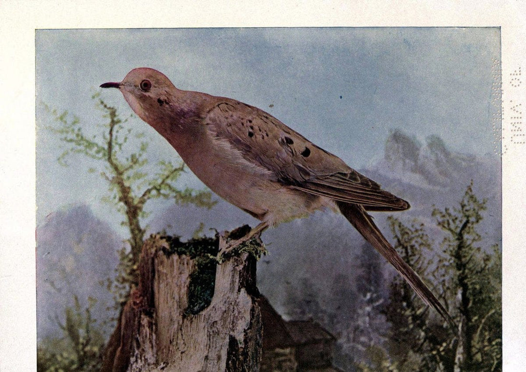 Birds of Buzzard's RoostIndianapolis, Ind.,Scott-Miller Company,1907. | Birds Indiana "University of California Libraries" | Vintage Print Reproduction 462636