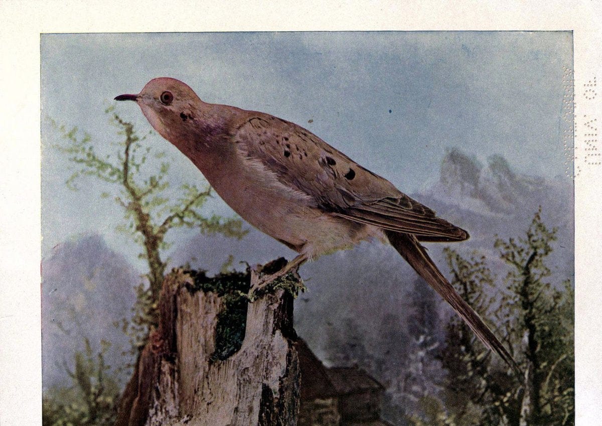 Birds of Buzzard's RoostIndianapolis, Ind.,Scott-Miller Company,1907. | Birds Indiana "University of California Libraries" | Vintage Print Reproduction 462636