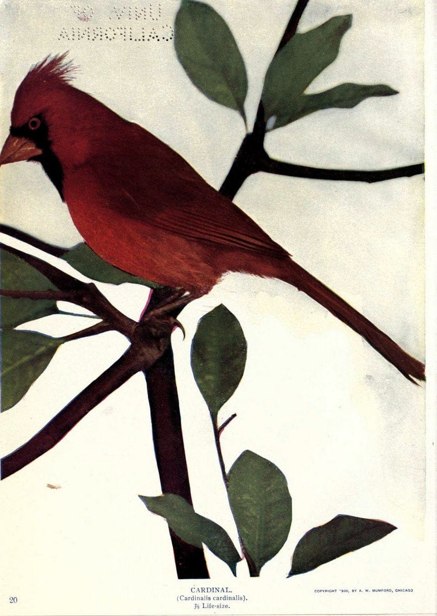 Birds of Buzzard's RoostIndianapolis, Ind.,Scott-Miller Company,1907. | Birds Indiana "University of California Libraries" | Vintage Print Reproduction 462637
