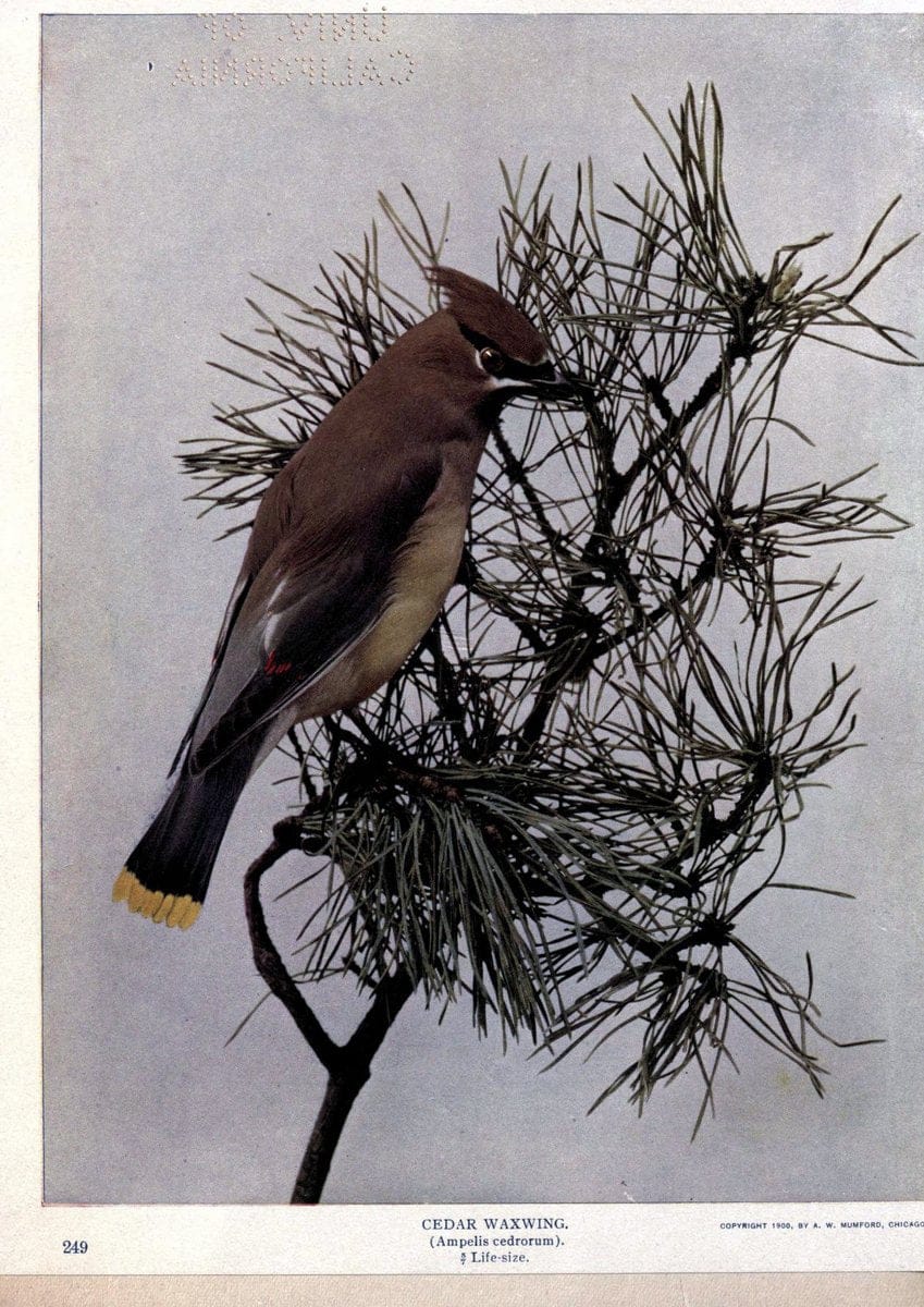 Birds of Buzzard's RoostIndianapolis, Ind.,Scott-Miller Company,1907. | Birds Indiana "University of California Libraries" | Vintage Print Reproduction 462638