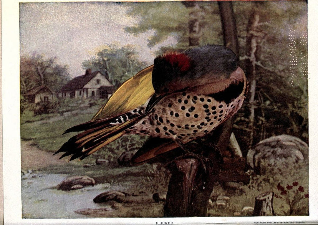 Birds of Buzzard's RoostIndianapolis, Ind.,Scott-Miller Company,1907. | Birds Indiana "University of California Libraries" | Vintage Print Reproduction 462639