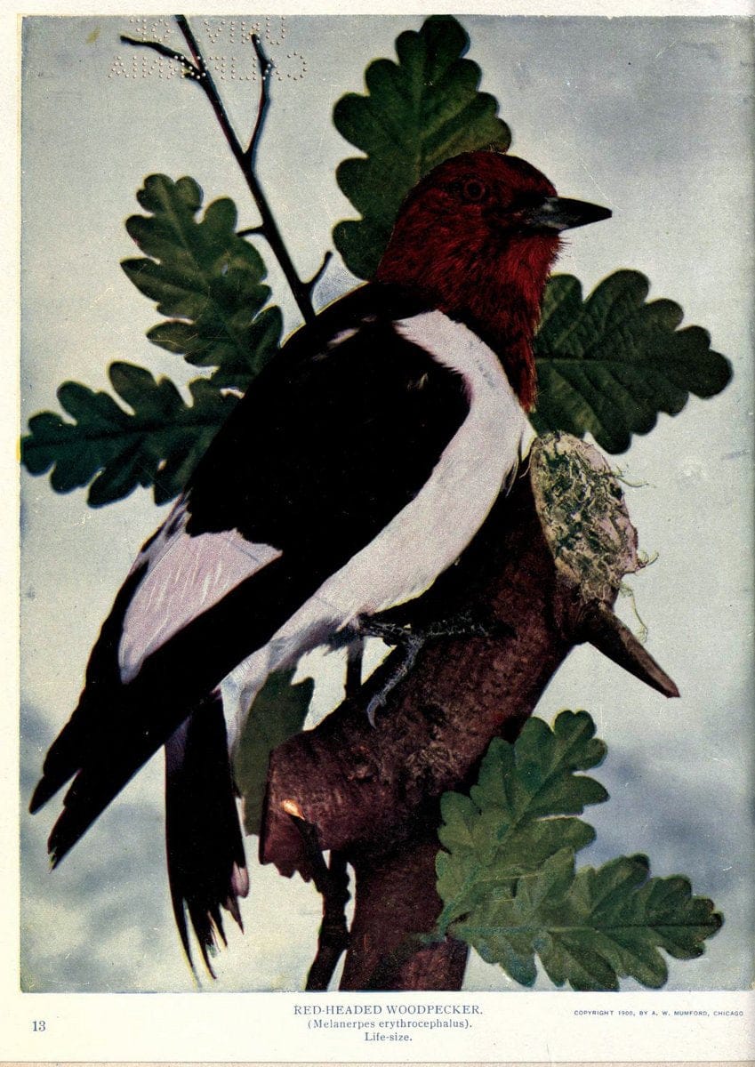 Birds of Buzzard's RoostIndianapolis, Ind.,Scott-Miller Company,1907. | Birds Indiana "University of California Libraries" | Vintage Print Reproduction 462640