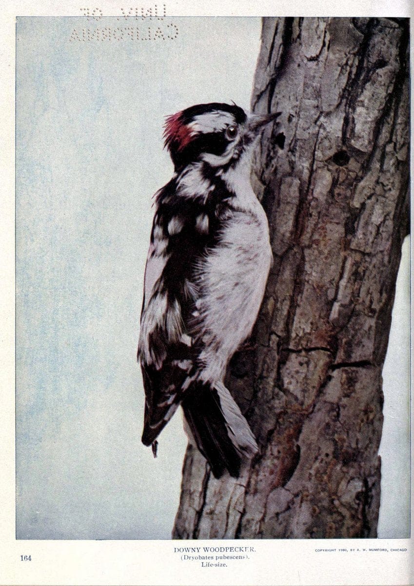 Birds of Buzzard's RoostIndianapolis, Ind.,Scott-Miller Company,1907. | Birds Indiana "University of California Libraries" | Vintage Print Reproduction 462641